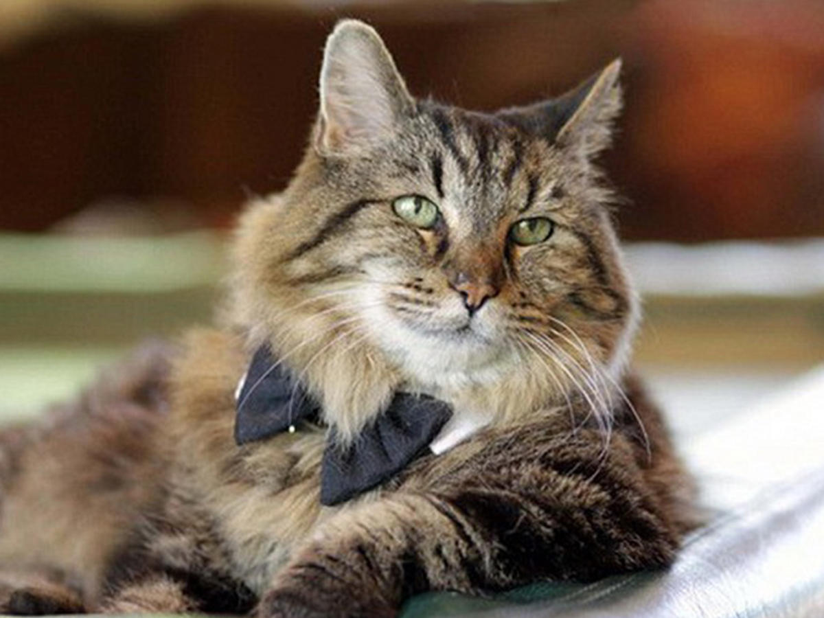 26-летний кот Вельвет стал звездой социальных сетей (фото)
