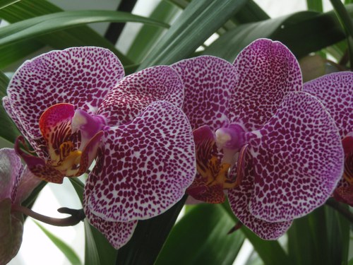орхидея в домашних условиях пересадка