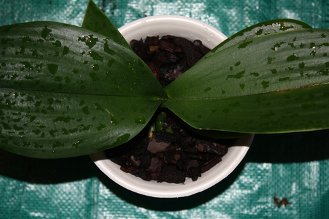 пересадка орхидей в домашних условиях фаленопсис