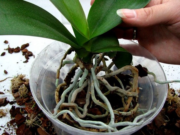 орхидея дендробиум уход в домашних условиях фото пересадка