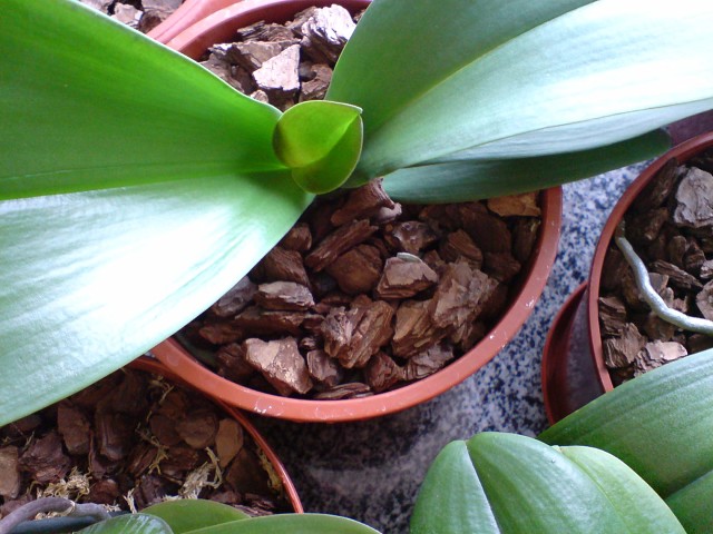 орхидея в домашних условиях размножение