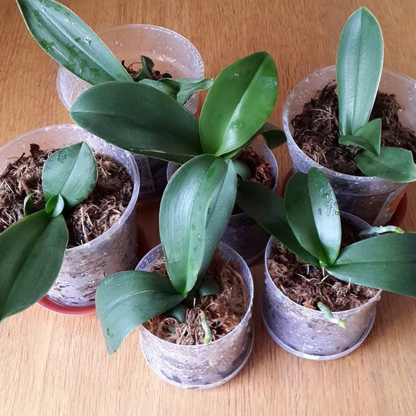 орхидея уход и размножение