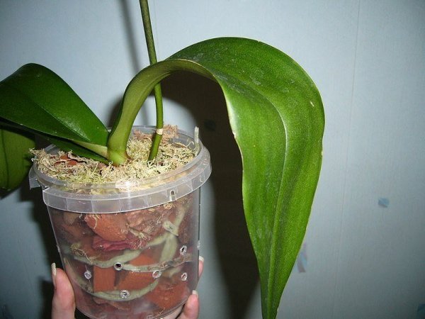 домашняя орхидея уход в домашних условиях размножение