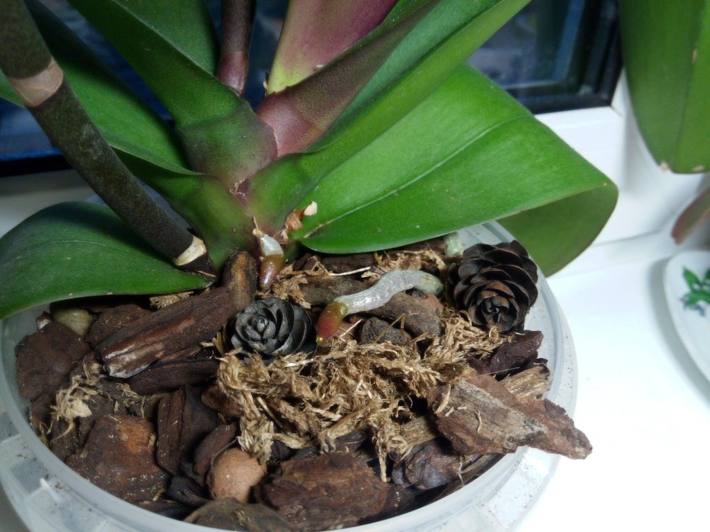 как размножить орхидею в домашних условиях пошаговое фото
