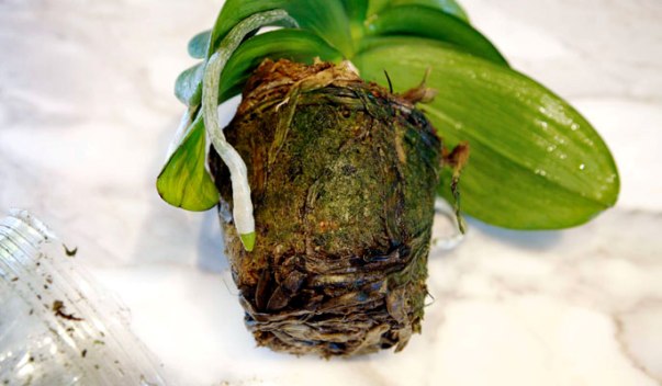 как размножать орхидею в домашних условиях пошаговое фото