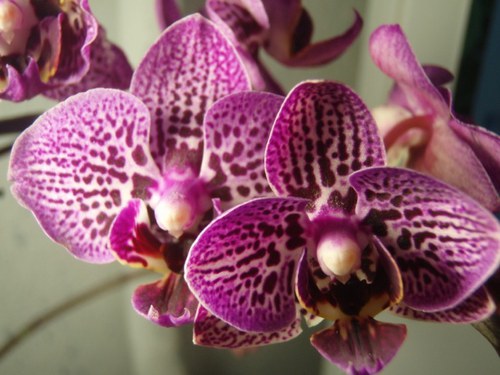 пересадка орхидей в домашних условиях с фото пошагово