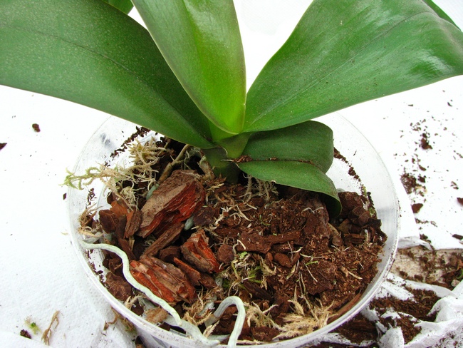 орхидея фаленопсис размножение в домашних условиях