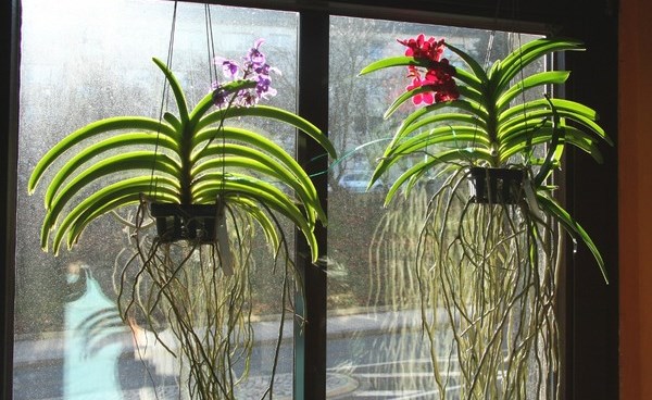 размножение орхидей в домашних условиях фаленопсис