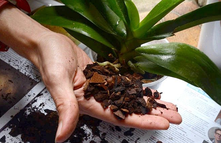 орхидея фаленопсис уход в домашних условиях фото размножение