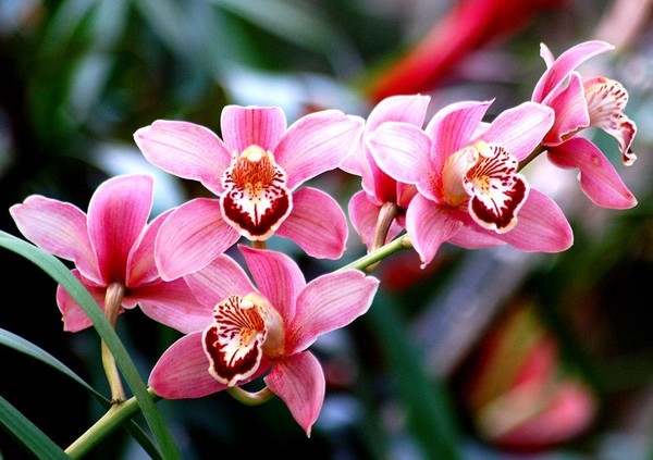 виды орхидей фото и названия