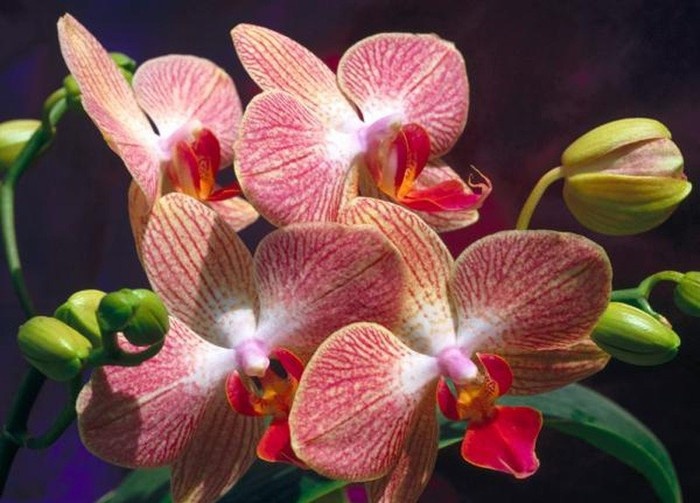 орхидея виды и названия фото