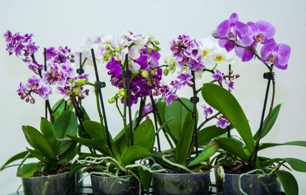 как правильно пересадить орхидею в домашних условиях