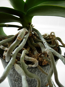 орхидея дендробиум уход в домашних условиях