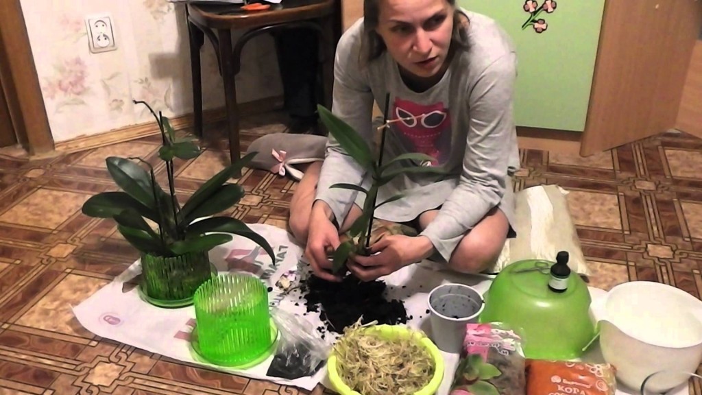 домашняя орхидея уход в домашних условиях видео