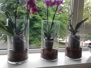уход за орхидеями для новичков
