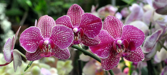 как ухаживать за домашней орхидеей в домашних