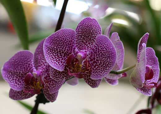 как правильно пересаживать орхидею в домашних условиях