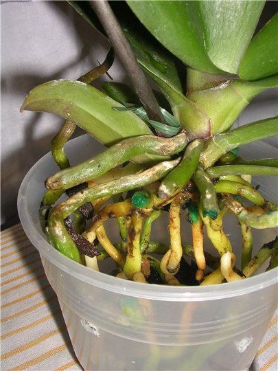 орхидея пересадка и уход в домашних условиях