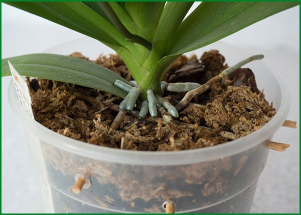 орхидея уход в домашних условиях и пересадка