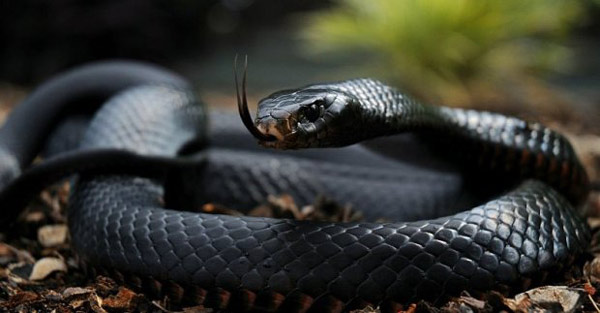 "Черная мамба" - змея этого вида укусила видеоблогера
