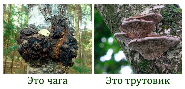 Как отличить гриб чага от других древесных грибов