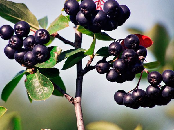 В плодах рябины черноплодной содержится большое количество полезных веществ