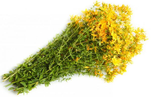 Зверобой трава: лечебные свойства и противопоказания, рецепты применения
