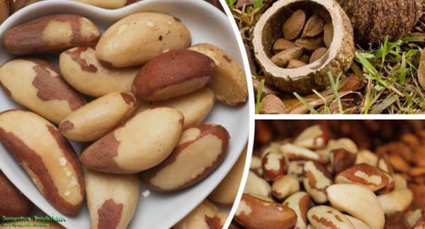 В составе бразильских орехов содержится большое количество витаминов