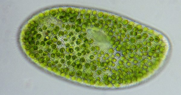 Как выглядит водоросль хлореллы под микроскопом