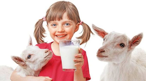 Козье молоко очень полезно для детей
