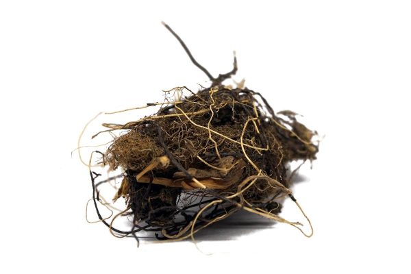 Марий корень содержит в себе большое количество полезных веществ