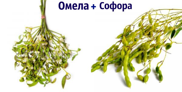 Софора японская и омела белая для нормализации холестерина