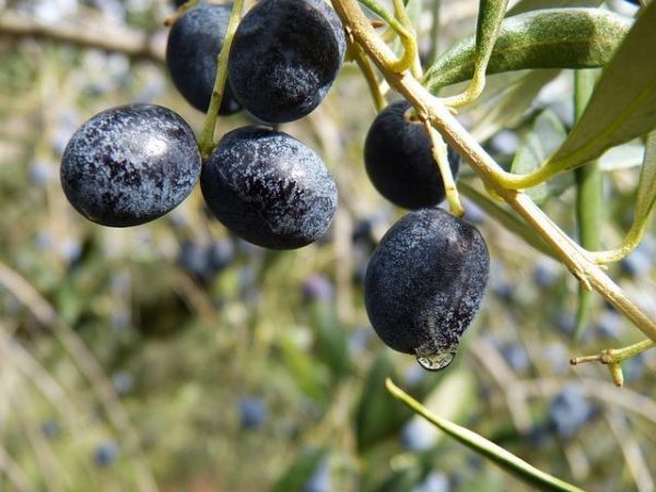 Как произрастают маслины 