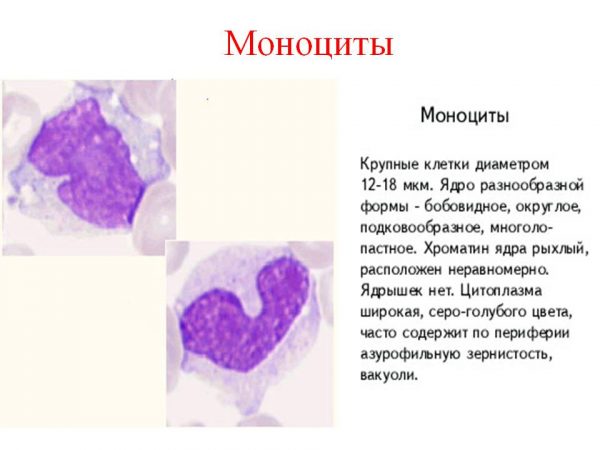 Что такое моноциты