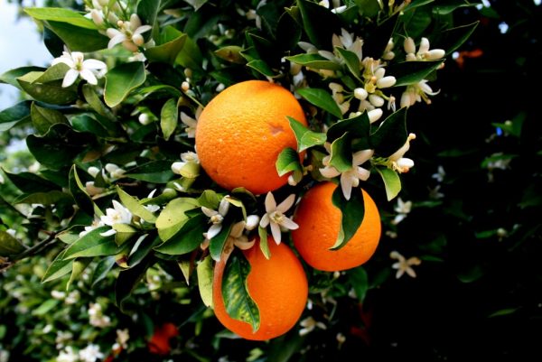 Как произрастают апельсины на дереве