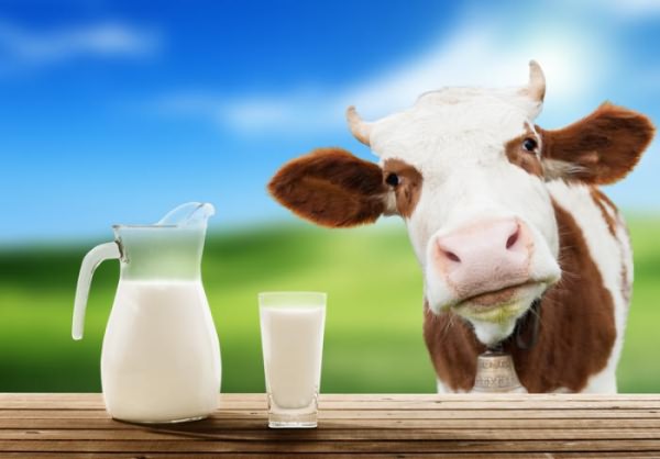Очищение самогона молоком является самым эффективным