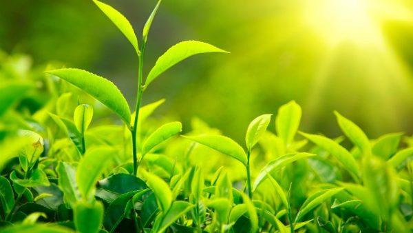 Как произрастает зеленый чай