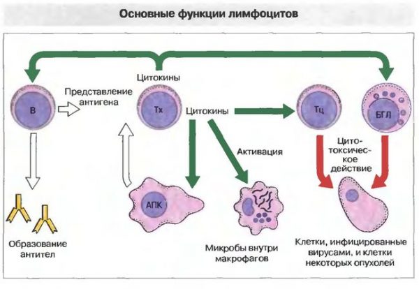 Какую функцию выполняют лимфоциты
