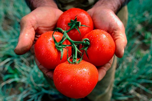 Как выращивать томаты