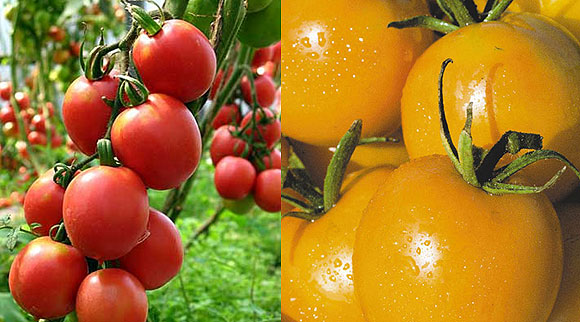 Какие томаты больше подходят для выращивания в теплице