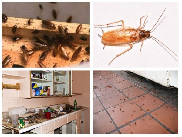 Как бороться с тараканами в домашних условиях