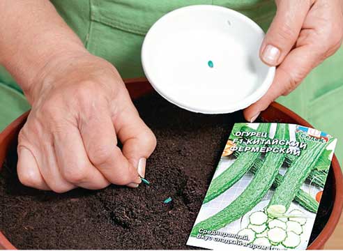Садить семена огурцов лучше в конце марта