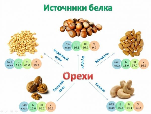 В орехах содержится большое количество белка
