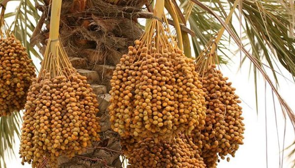 Как произрастают плоды на финиковой пальме 