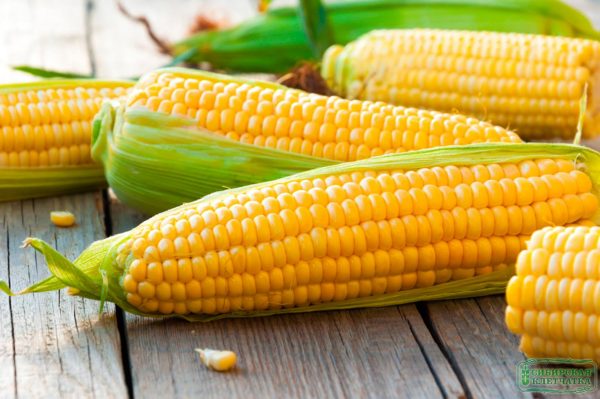Полезные свойства кукурузных отрубей