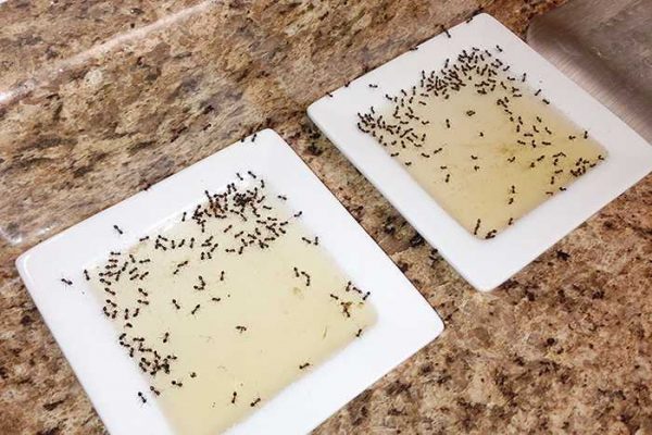 Приманки из меда от муравьев