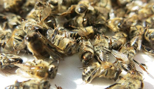 Что такое пчелиный подмор