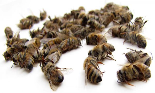 Пчелиный подмор не желательно употреблять в период беременности