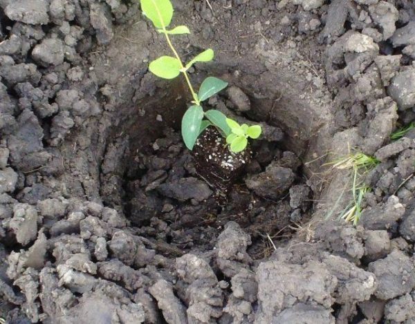 Размер ямы для посадки жимолости зависит от развитости корневой системы саженца 