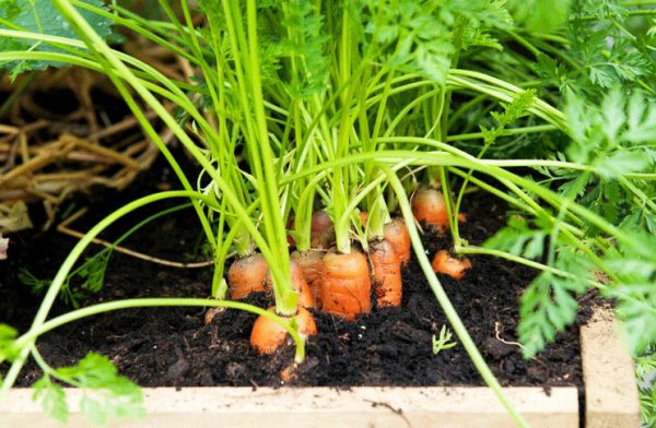 Где лучше посадить морковь